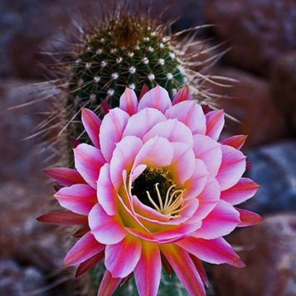 Straight Up Flowers